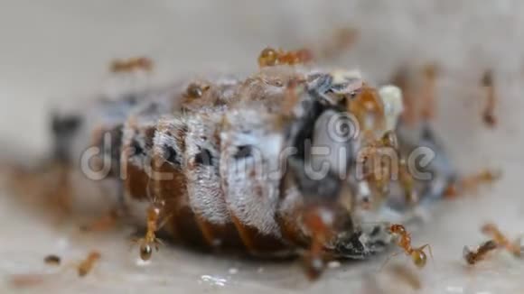 红色蚂蚁群肢解和吃甲虫特写视频的预览图