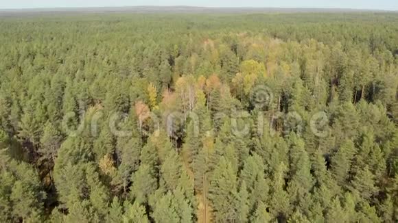 从松林和五颜六色的树木的无人机进行空中调查从四架飞机上俯瞰秋天森林视频的预览图