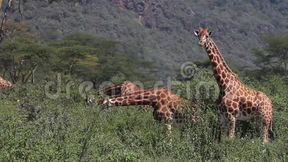 罗斯柴尔德长颈鹿长颈鹿骆驼豹赫德吃布什肯尼A的纳库鲁公园视频的预览图