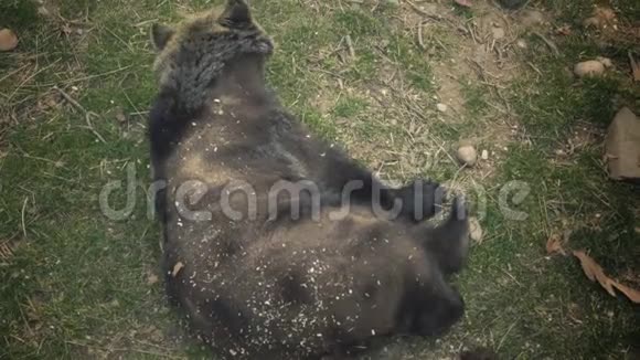 棕色熊在他的背上翻滚玩他的腿躺着的熊视频的预览图