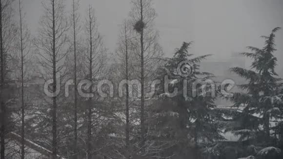 森林和降雪视频的预览图