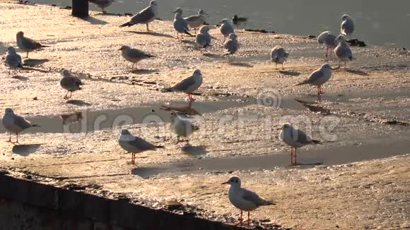 海鸥在黄昏的阳光照耀下的码头上行走视频的预览图