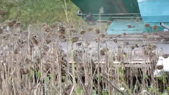 农业联合收割机在田间收获时干葵近景联合向日葵的工作视频的预览图