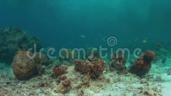珊瑚礁上的独角兽鱼和鱼视频的预览图