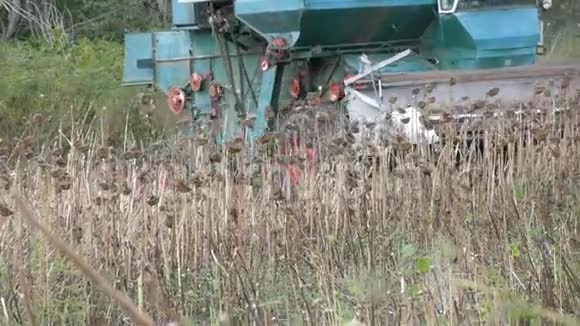 农业联合收割机在田间收获时干葵近景联合向日葵的工作视频的预览图