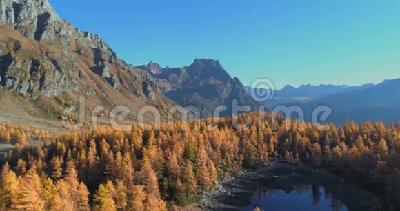 在阳光明媚的秋天在高山河谷湖泊和橙色落叶松森林树林上空向后空中阿尔卑斯山脉视频的预览图