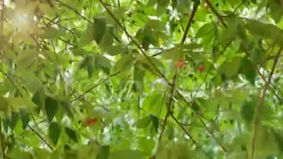 在牙买加樱桃树的摇曳下视频的预览图