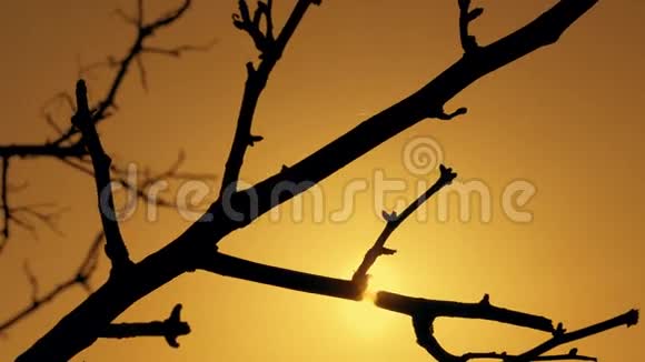 橙色天空日落时干树枝剪影视频的预览图
