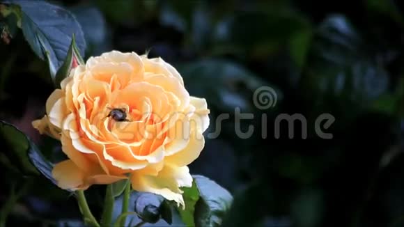 蜜蜂从黄玫瑰中收集花粉视频的预览图