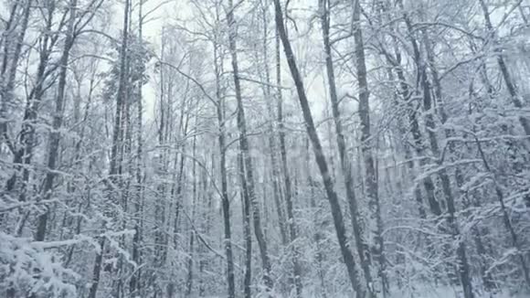 在美丽的冬林中树木间缓慢地飘落着雪视频的预览图
