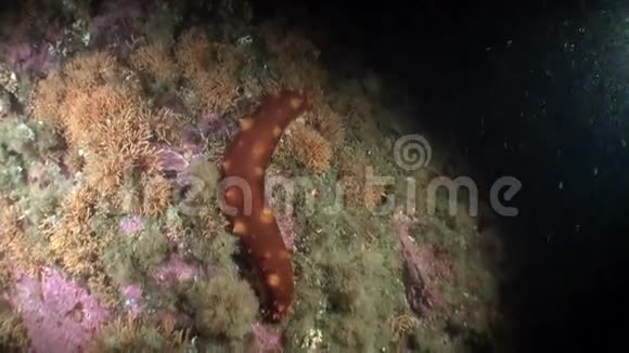 阿拉斯加海洋海底背景海底海参视频的预览图