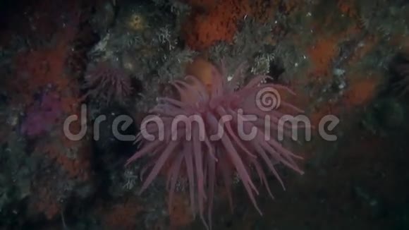 阿拉斯加海洋海底背景海底的红猴视频的预览图
