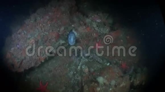 阿拉斯加海洋海底的柳叶刀鱼视频的预览图