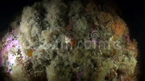阿拉斯加海洋水下海洋景观背景下的海壳视频的预览图