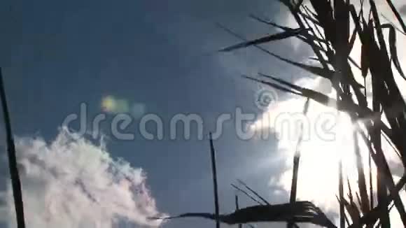 芦苇迎着太阳和云彩视频的预览图