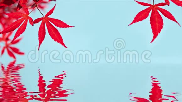 Seamlee循环红色日本枫叶水反射高清视频视频的预览图