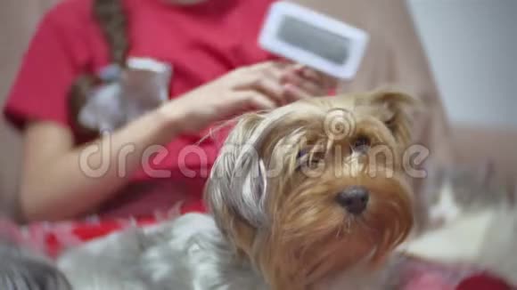 那个女孩正在梳理狗为约克郡狗做发型的小女孩家狗宠物视频的预览图