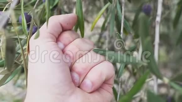 一个人的手在触摸一些附着在树上的橄榄果实视频的预览图