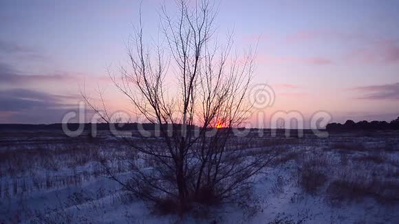 树在夕阳的映衬下黄昏的冬林草在摇曳风雪在蓝天的映衬下视频的预览图