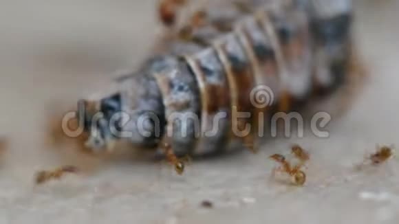 红色蚂蚁群肢解和吃甲虫特写视频的预览图