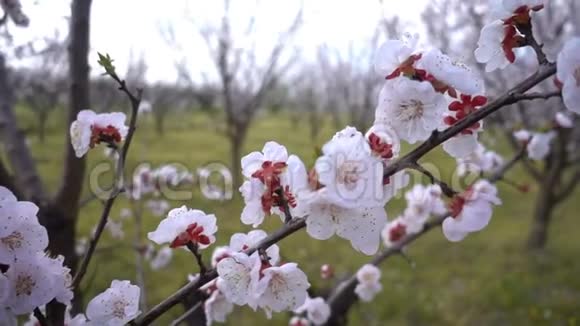 自然界中树上的杏花视频的预览图