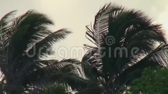 马尔代夫海滩上天空中的棕榈树灰云视频的预览图