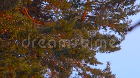 松枝阳光明媚迎风摇曳顶着蓝天松柏树上视频的预览图