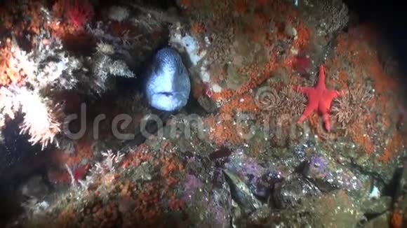 阿拉斯加海洋海底的柳叶刀鱼视频的预览图