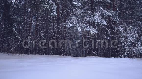 雪中的树木大雪纷飞夜晚美丽的冬林视频的预览图
