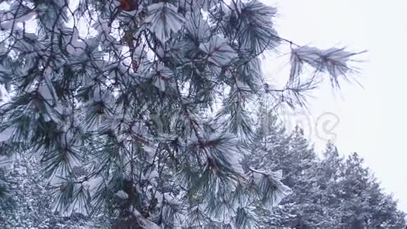 雪中的树枝在风中摇曳顶着天空和冬林视频的预览图