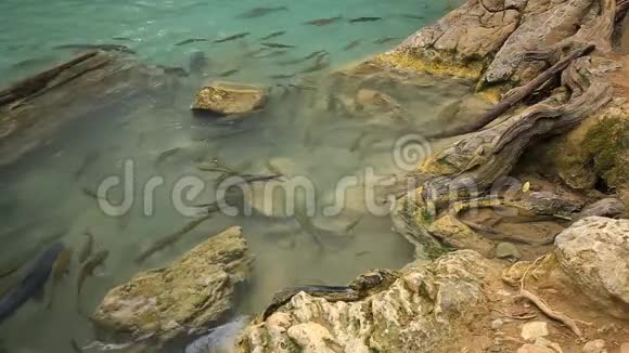 鳗鱼瀑布2级中的Neolissochilusstracheyi鱼视频的预览图