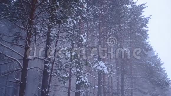 针叶林下的雪树风下的雪夜晚的冬林视频的预览图