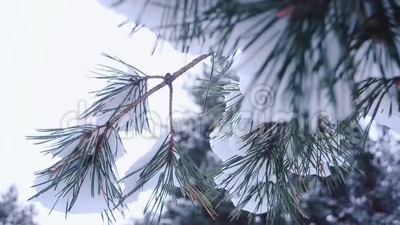 在冬天的森林和天空的背景下美丽的雪覆盖着冷杉树枝在风中摇曳视频的预览图