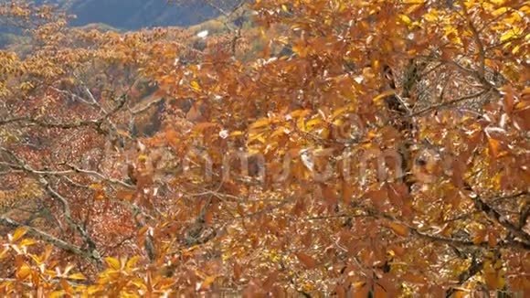 树上的黄叶在风中摇曳秋天的季节视频的预览图