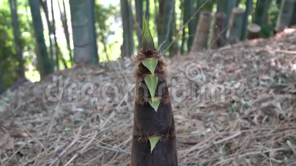 竹笋或竹芽或竹林视频的预览图