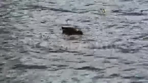 鸭子在池塘里找食物视频的预览图