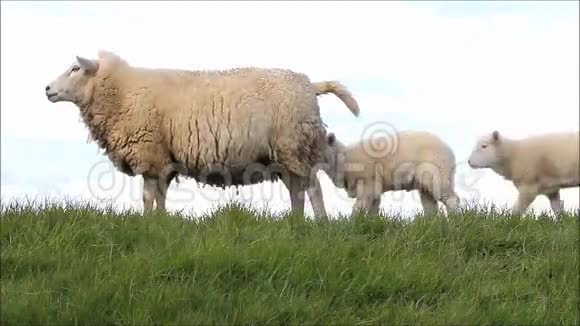 羊在堤坝上两只羔羊声音视频的预览图