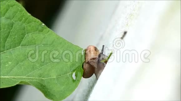 在白墙上吃绿叶的小蜗牛视频的预览图