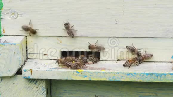 靠近蜂巢入口蜜蜂飞来视频的预览图