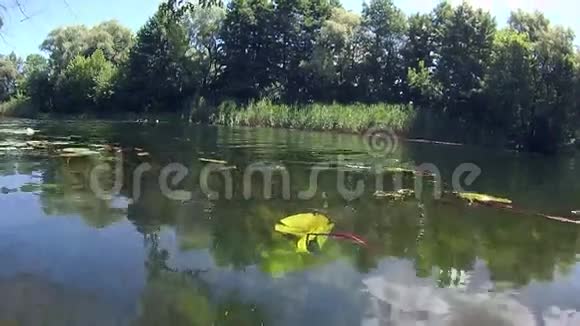 水下潜水和小鱼的河流景观视频的预览图