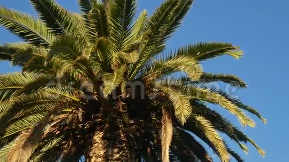 公园棕榈夏阳视频的预览图