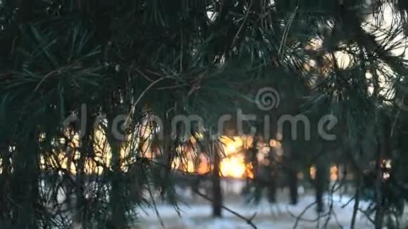 松枝近景风摇树后夕阳美松林冬视频的预览图