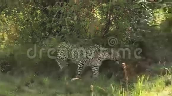 LeopardPantheraPardus成人在布什散步肯尼亚马赛马拉公园视频的预览图