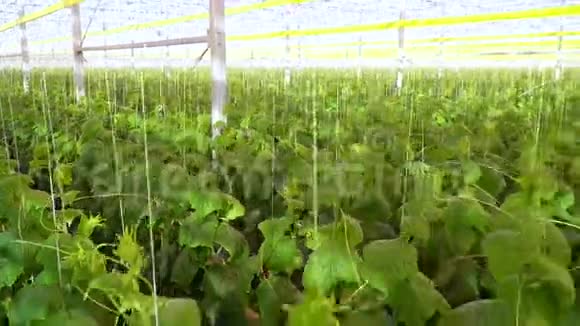 黄瓜大面积温室水培系统农业视频的预览图