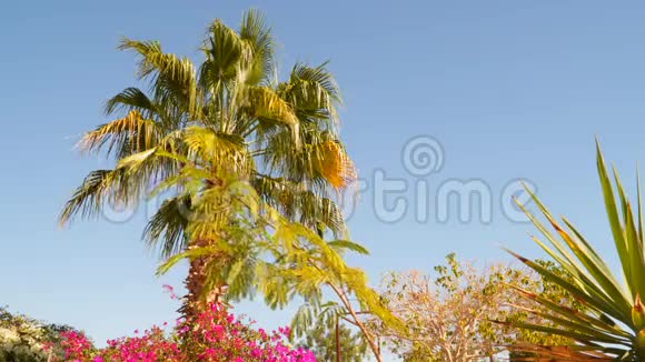 蓝天背景下的棕榈和相思视频的预览图