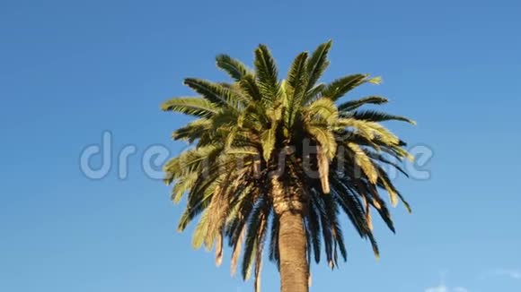 公园棕榈夏阳视频的预览图