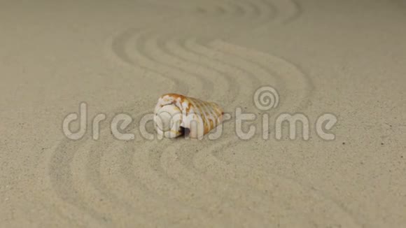 一个美丽的贝壳躺在由沙子制成的锯齿形上的放大视频的预览图