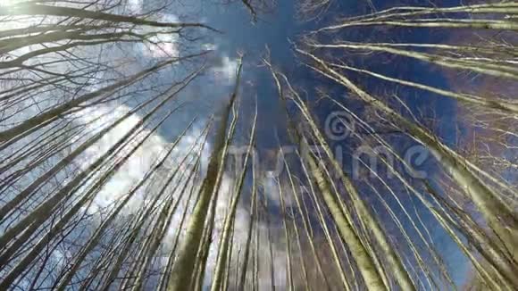 年轻美丽的树林从下面和春天的云彩时间流逝4K视频的预览图