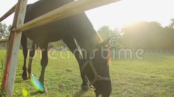 优雅的小马在郁郁葱葱的田野上放牧美丽的马在种马场上吃草视频的预览图