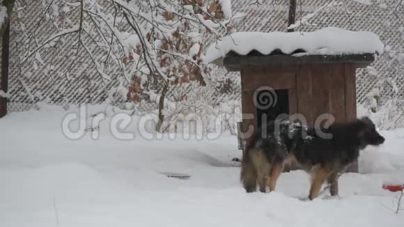 雪中链上的狗在冬天降雪时进入狗舍视频的预览图